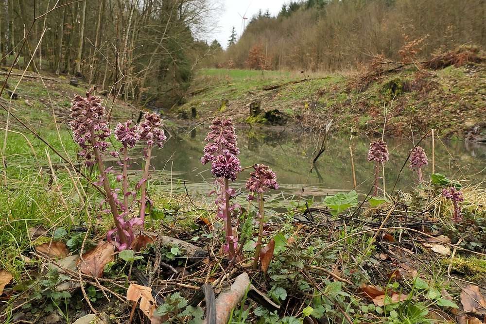 Weilroder Naturkostbarkeiten: Wildes Wasser und die Gewöhnliche Pestwurz 05