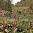 Weilroder Naturkostbarkeiten: Wildes Wasser und die Gewöhnliche Pestwurz 05