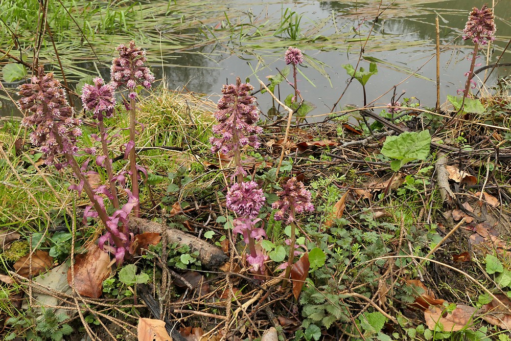 Weilroder Naturkostbarkeiten: Wildes Wasser und die Gewöhnliche Pestwurz 06