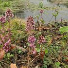 Weilroder Naturkostbarkeiten: Wildes Wasser und die Gewöhnliche Pestwurz 06