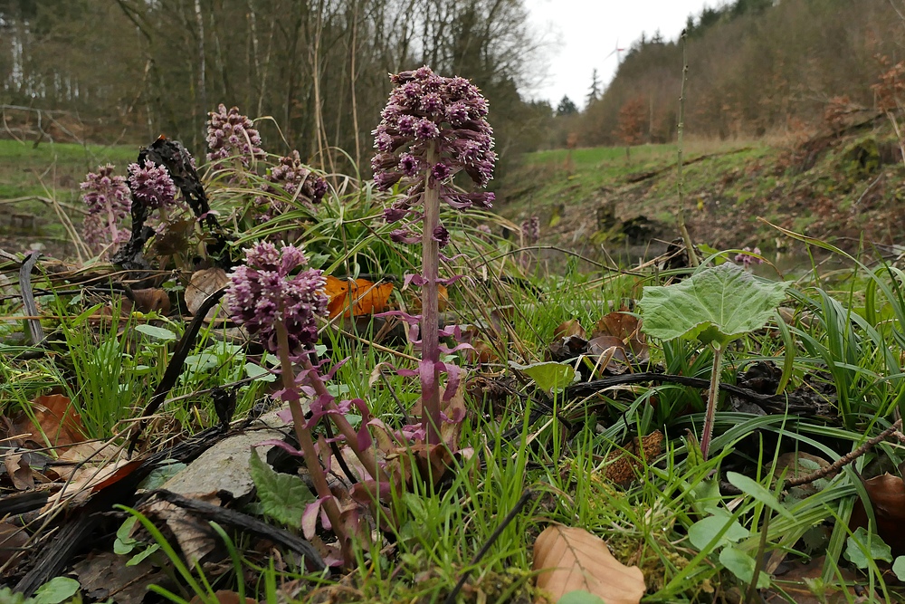 Weilroder Naturkostbarkeiten: Wildes Wasser und die Gewöhnliche Pestwurz 07