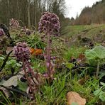 Weilroder Naturkostbarkeiten: Wildes Wasser und die Gewöhnliche Pestwurz 07