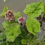 Weilroder Naturkostbarkeiten: Wildes Wasser und die Gewöhnliche Pestwurz 08