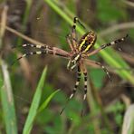 Weilroder Naturkostbarkeiten: Zebraspinne 01