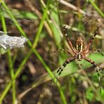 Weilroder Naturkostbarkeiten: Zebraspinne 02