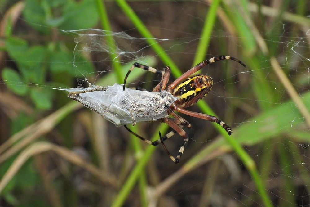 Weilroder Naturkostbarkeiten: Zebraspinne 03