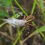 Weilroder Naturkostbarkeiten: Zebraspinne 03