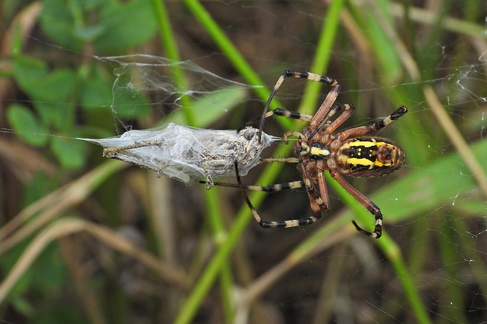 Weilroder Naturkostbarkeiten: Zebraspinne 04