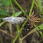 Weilroder Naturkostbarkeiten: Zebraspinne 04