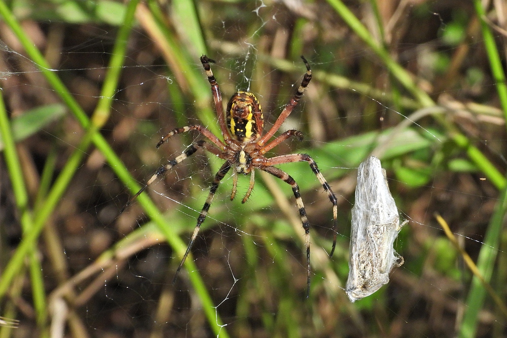 Weilroder Naturkostbarkeiten: Zebraspinne 06