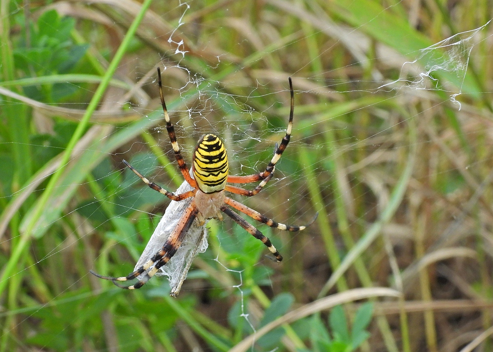 Weilroder Naturkostbarkeiten: Zebraspinne 08