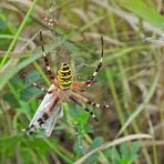 Weilroder Naturkostbarkeiten: Zebraspinne 08