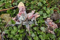 Weilroder Naturrätsel: Was war mit den Erdkröten am  Teich passiert? 02