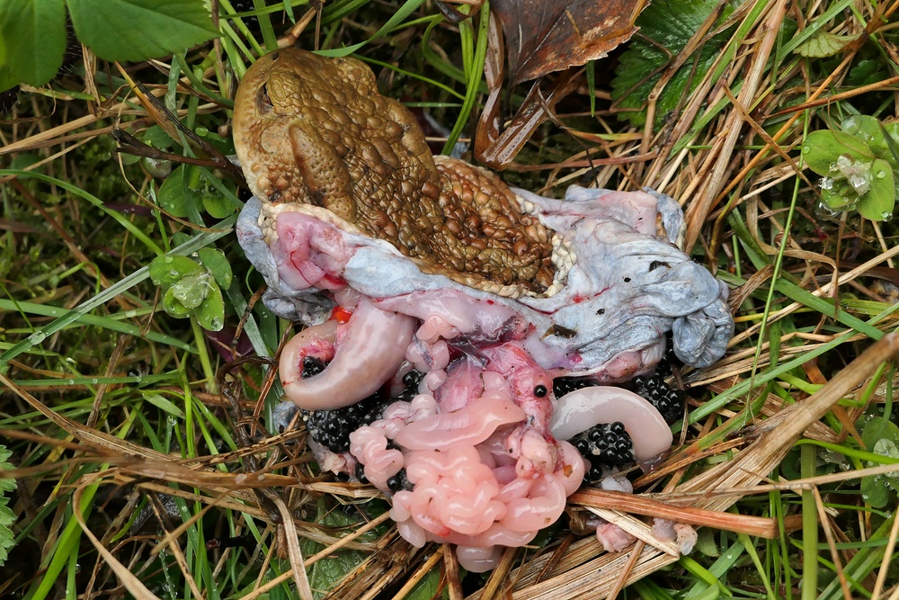 Weilroder Naturrätsel: Was war mit den Erdkröten am  Teich passiert? 03