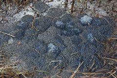 Weilroder Naturwunder: Grasfrosch – Laich 01