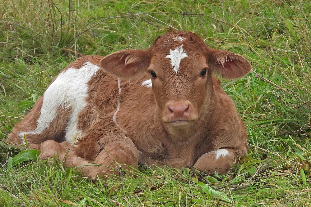 Weilroder Neubürger (chen): Das Kleine in Groß