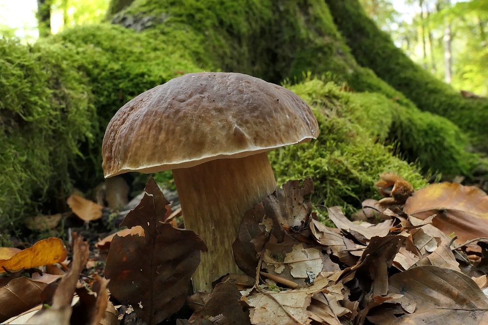 Weilroder Wald: Stellenweise Pilze satt 03