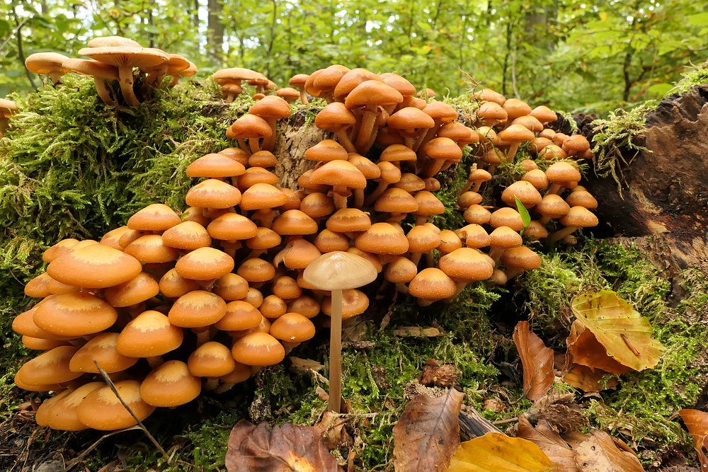 Weilroder Wald: Stellenweise Pilze satt 04