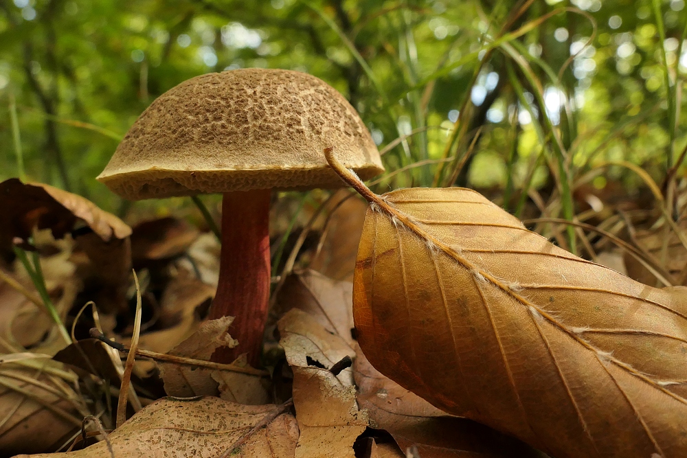 Weilroder Wald: Stellenweise Pilze satt 07