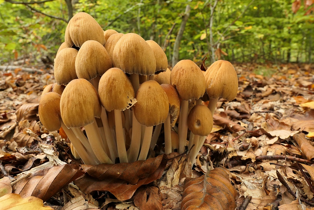 Weilroder Wald: Stellenweise Pilze satt 08