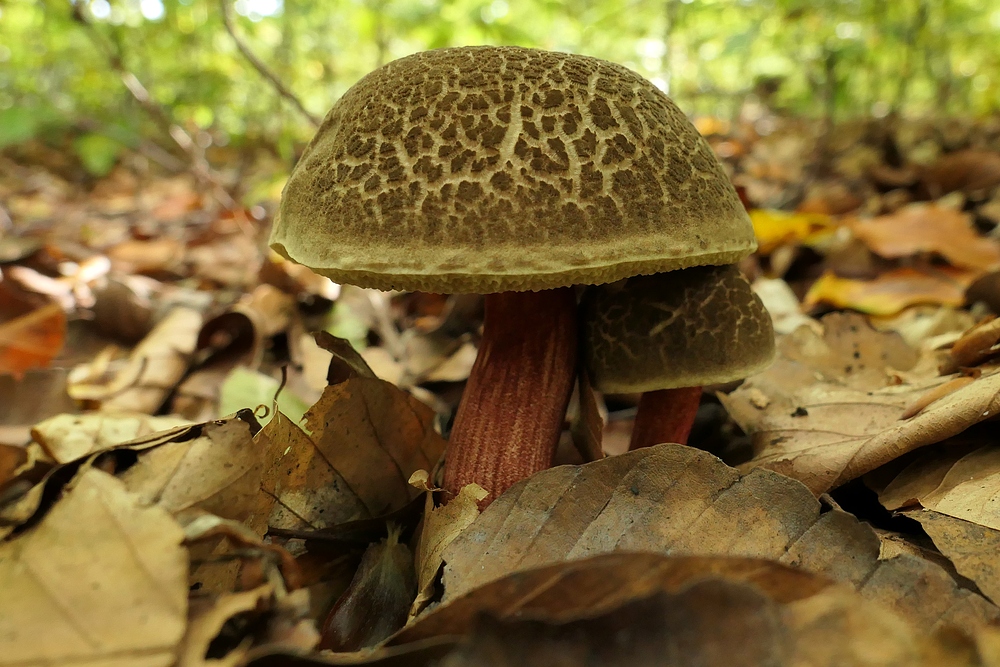 Weilroder Wald: Stellenweise Pilze satt 09