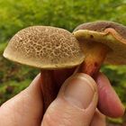 Weilroder Wald: Stellenweise Pilze satt 10
