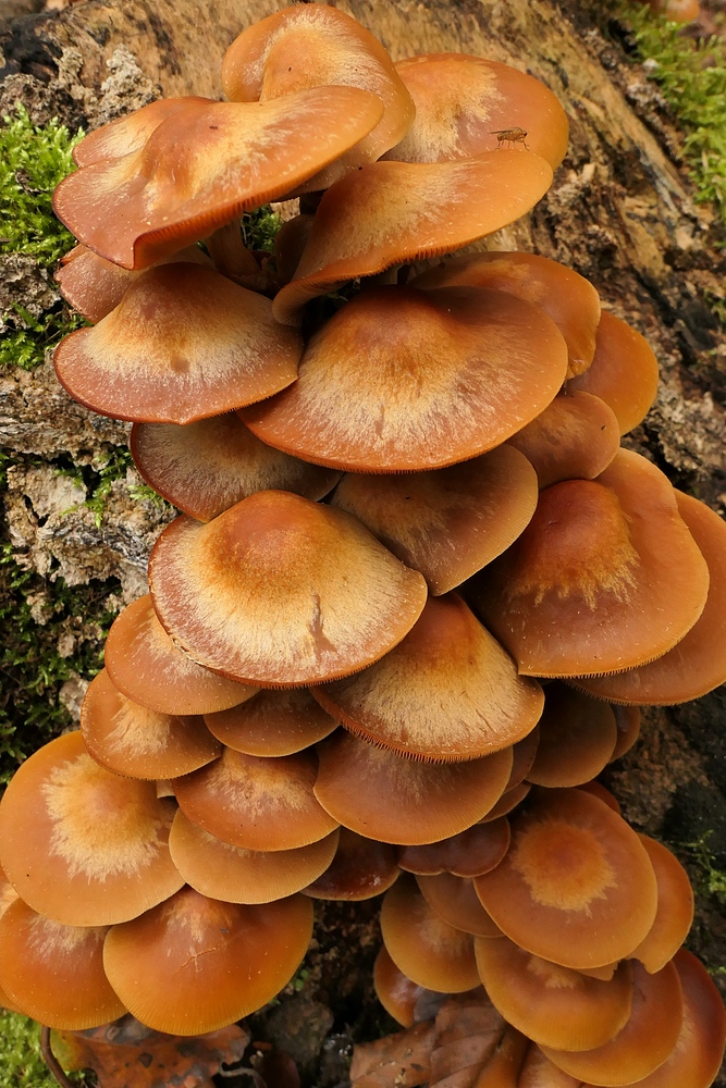 Weilroder Wald: Stellenweise Pilze satt 12