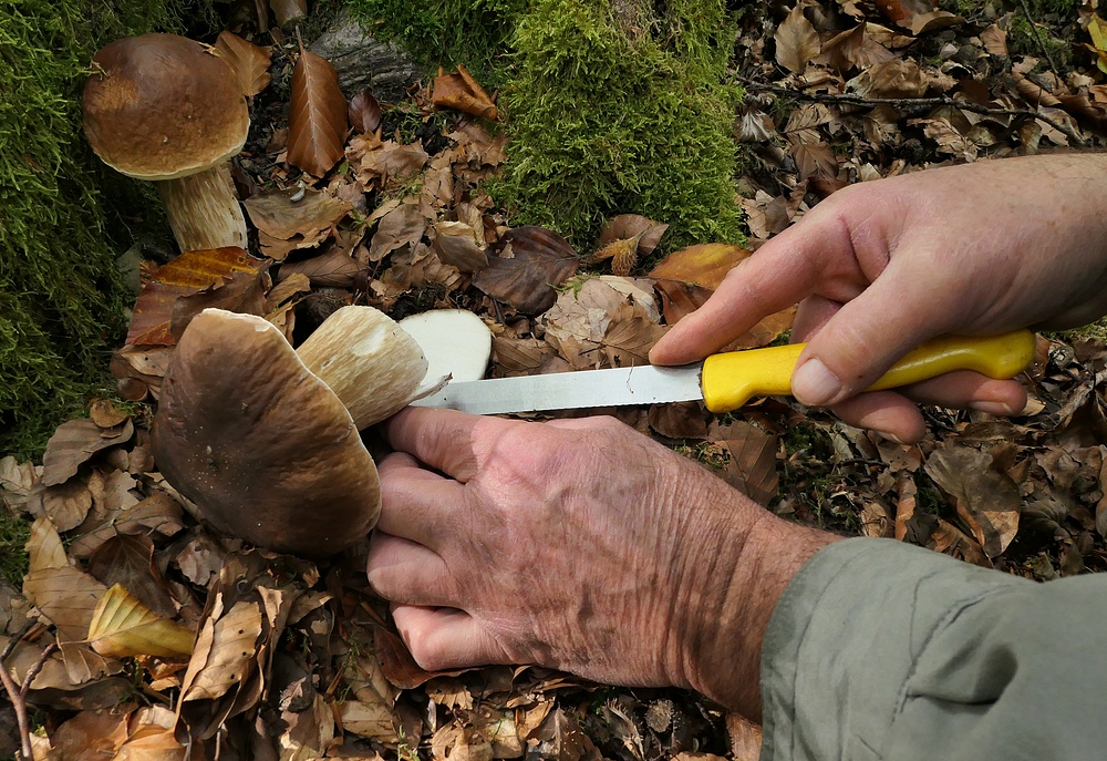 Weilroder Wald: Stellenweise Pilze satt 13