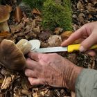 Weilroder Wald: Stellenweise Pilze satt 13