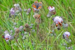 Weilroder Weiltalaue: Kleiner Feuerfalter und Roter Weichkäfer 01