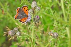Weilroder Weiltalaue: Kleiner Feuerfalter und Roter Weichkäfer 02