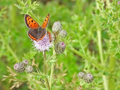 Weilroder Weiltalaue: Kleiner Feuerfalter und Roter Weichkäfer 03