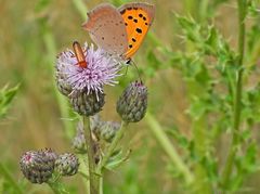 Weilroder Weiltalaue: Kleiner Feuerfalter und Roter Weichkäfer 04
