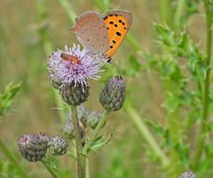 Weilroder Weiltalaue: Kleiner Feuerfalter und Roter Weichkäfer 05