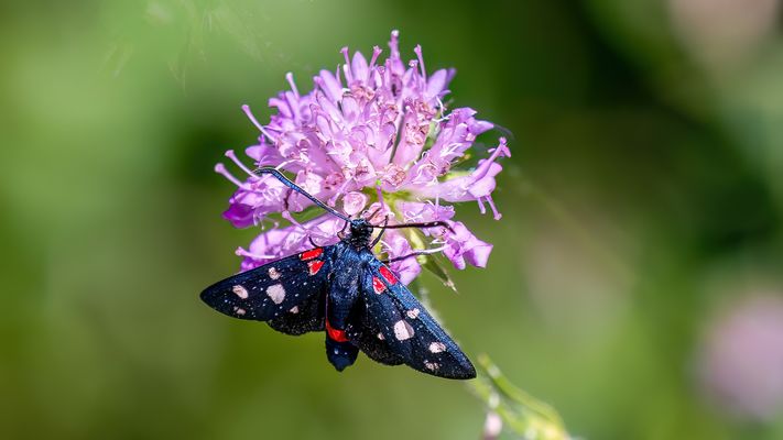 Weil's so schön ist