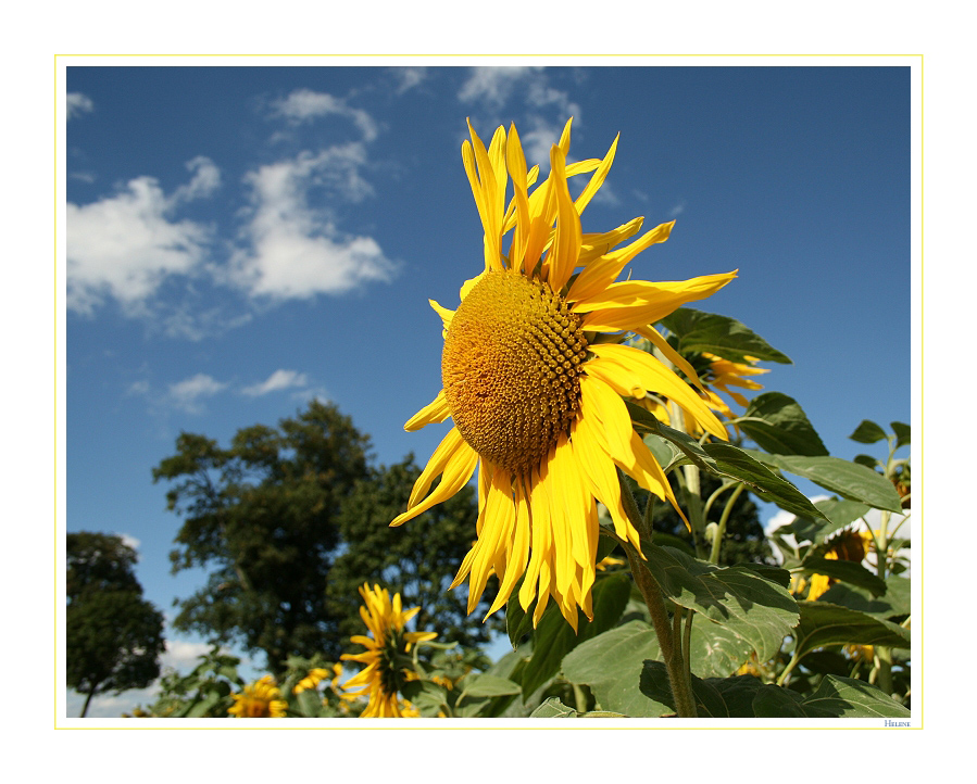 Weils Wetter heut gar so schlecht ist gibts zur Aufheiterung eine Sonnenblume