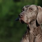 Weimaraner