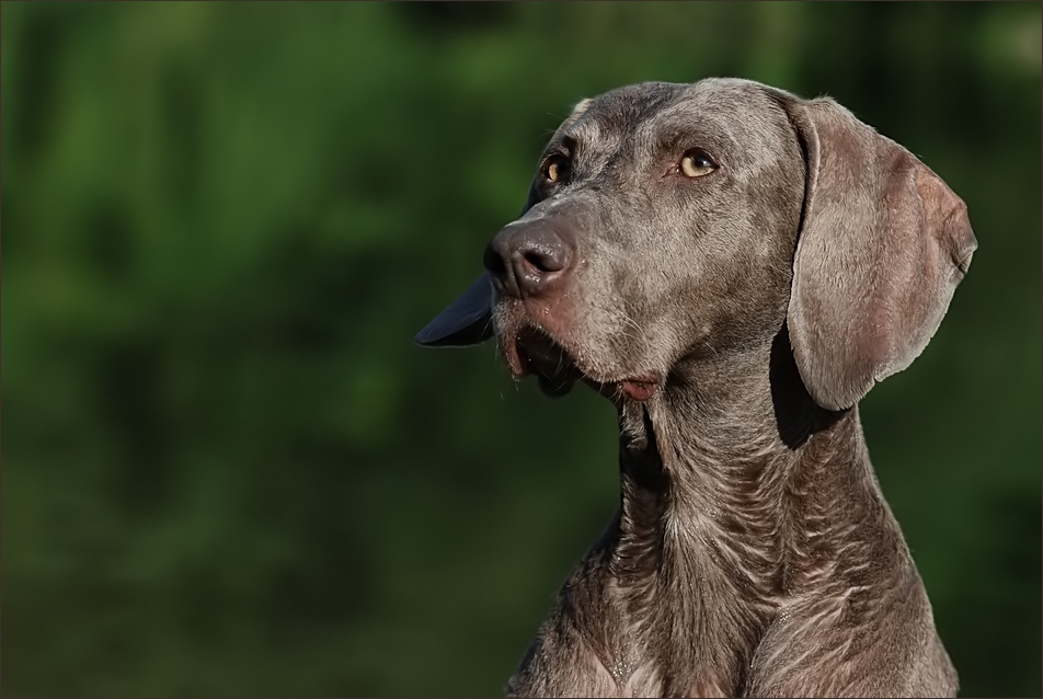 Weimaraner