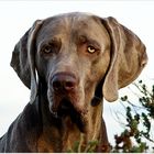 Weimaraner