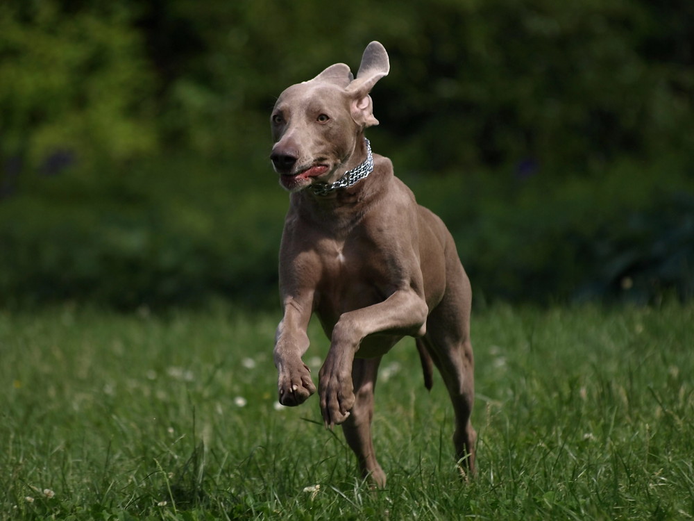 Weimaraner 1 (JJ)