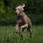 Weimaraner 1 (JJ)