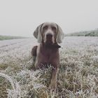 Weimaraner