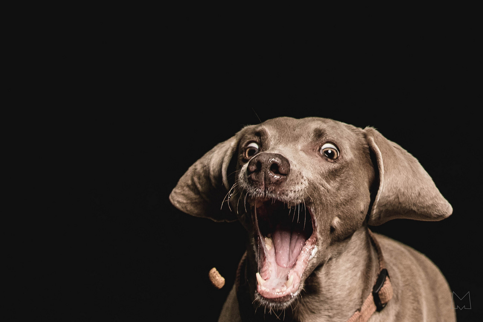 Weimaraner 2 - Snack im Anflug!