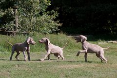 WEIMARANER 3