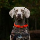 Weimaraner