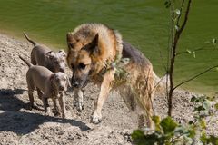 WEIMARANER 4