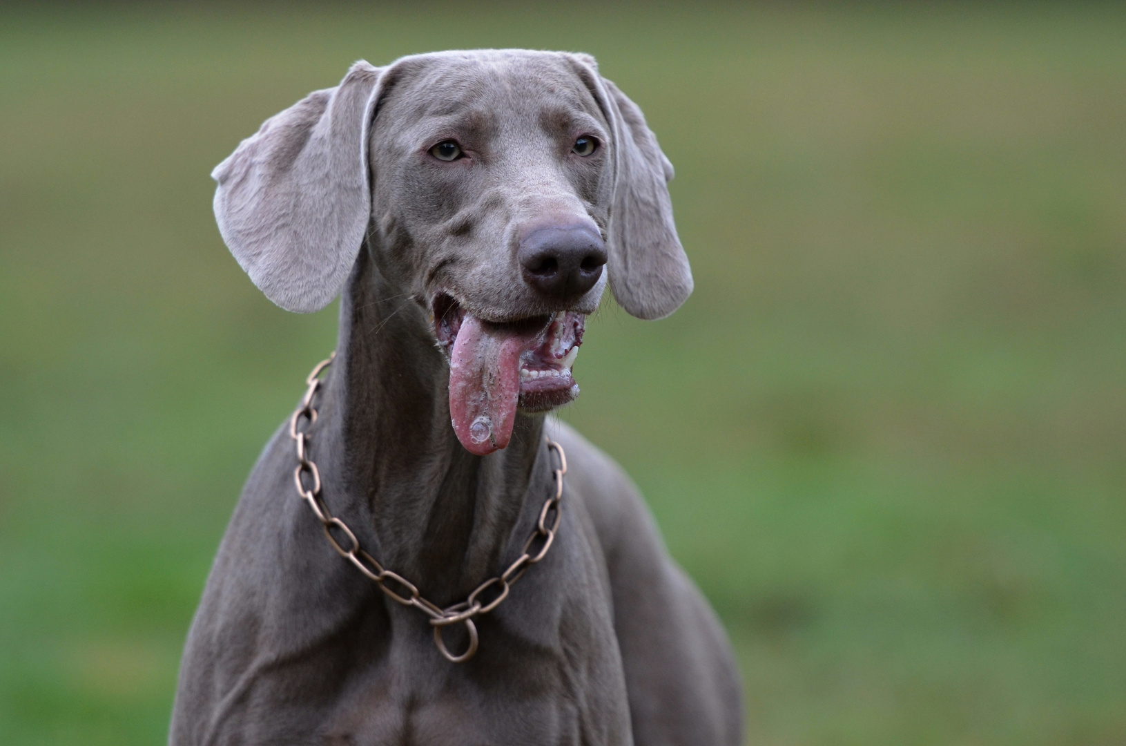 Weimaraner