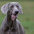 Weimaraner