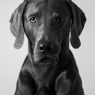 Weimaraner