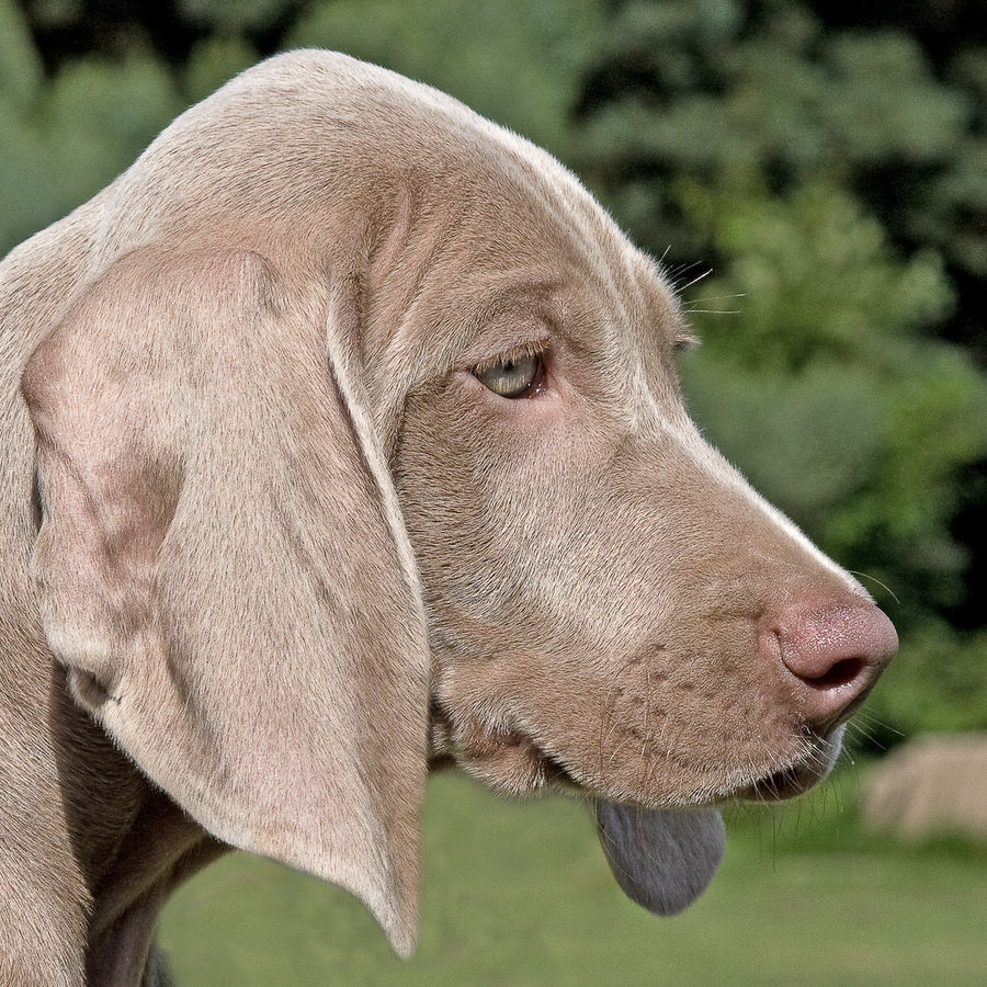 WEIMARANER 6 Foto & Bild tiere, haustiere, hunde Bilder auf